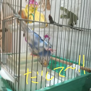 涼しげなインコ♪