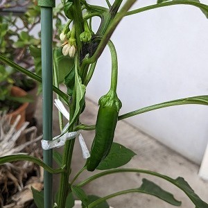 梅雨入り間近？